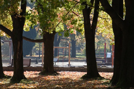 beautiful autumn trees in the park 