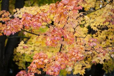 beautiful autumn trees in the park 
