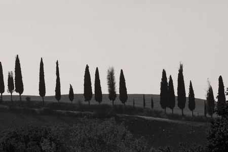 The landscape of the  Tuscany. Italyの写真素材