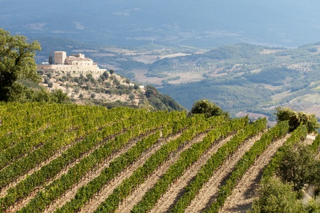 best tuscan vineyards around Montalcino and San Antimoの写真素材