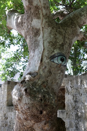 Rhodes - platanus tree looking at tourists の写真素材