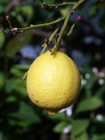 Lemons growing on lemon treeのeditorial素材