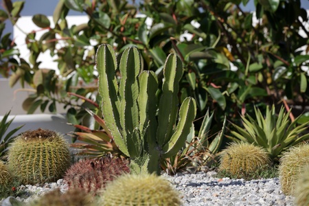 cactus gardenの写真素材