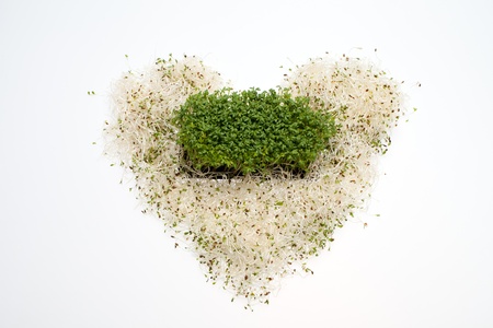 Fresh alfalfa sprouts and cress on white backgroundの写真素材