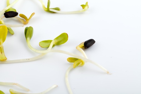 Fresh alfalfa sprouts isolated on white backgroundの写真素材