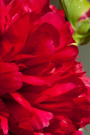  peony flower after rainの写真素材