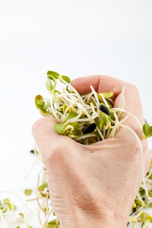 Fresh alfalfa sprouts isolated on white backgroundの写真素材
