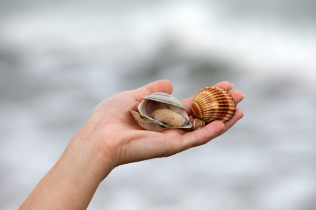 sea shells on handの写真素材