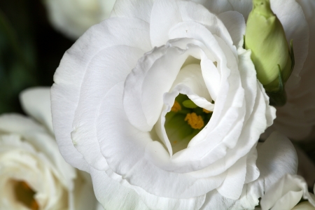 White Rosesの写真素材