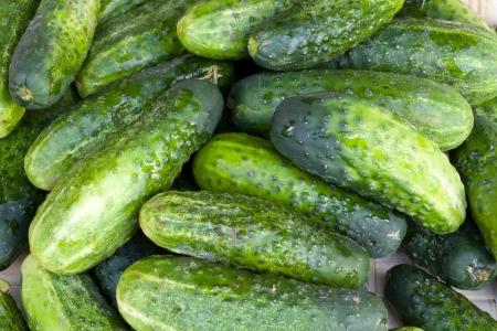  fresh green cucumber の写真素材