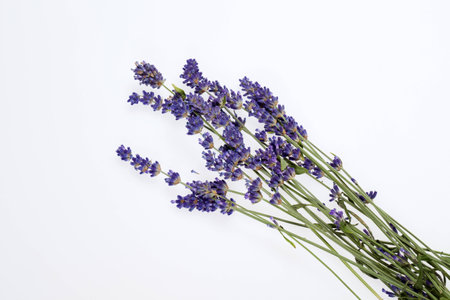 Lavender  isolated on white background