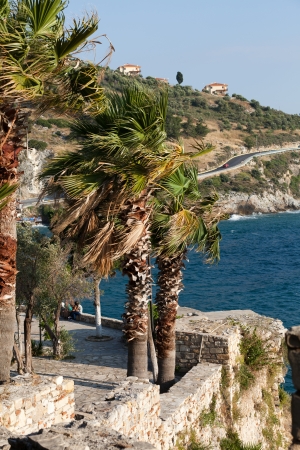 palm trees blowing in the windの写真素材