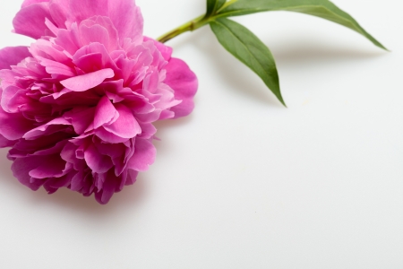  peony flower の写真素材