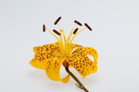 Single yellow lily flower headの写真素材