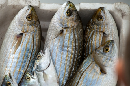 Fresh fish on ice on the market の写真素材