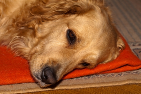 beautiful golden retriever の写真素材