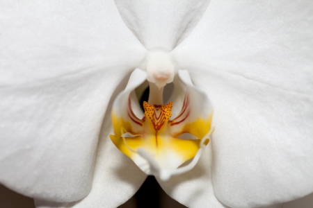 White orchid isolated on white の写真素材