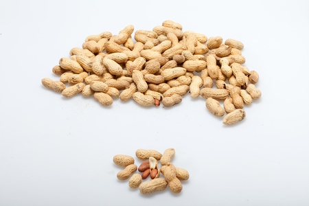 Dried peanuts in closeup on the white backgroundの写真素材