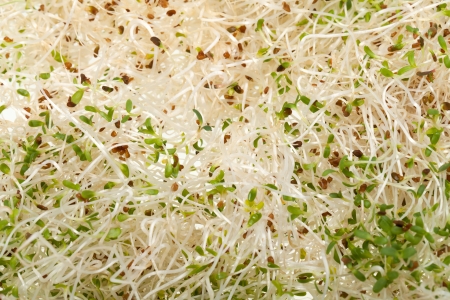 The healthy diet. Fresh sprouts isolated on white background の写真素材