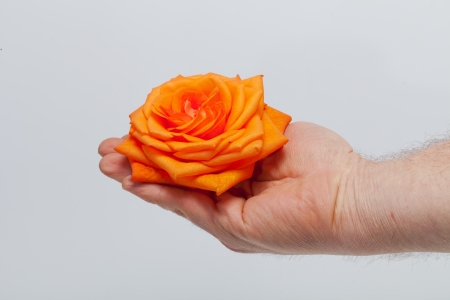 orange single rose isolated on white backgroundの写真素材