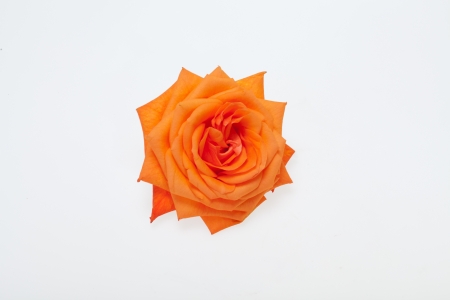 orange single rose isolated on white backgroundの写真素材