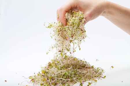 Fresh alfalfa sprouts isolated on white background の写真素材