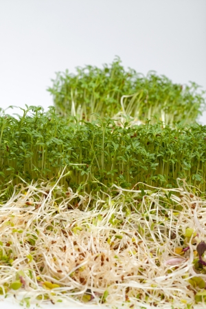 Fresh alfalfa sprouts and cress on white background の写真素材