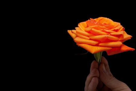 Close up image of single orange rose の写真素材