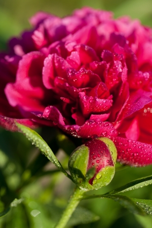 bud of peony flower after rainの写真素材