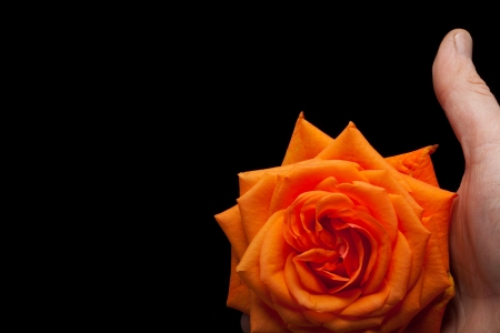 Close up image of single orange rose の写真素材