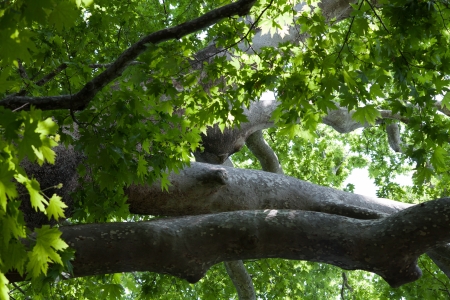 The sexcentenary plane treeの写真素材