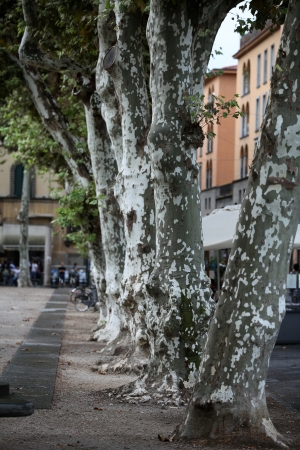  View of the Piazza Napoleone - Lucca, Tuscanyの写真素材