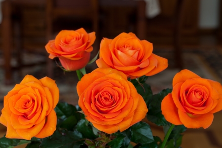 Close up image of single orange rose の写真素材