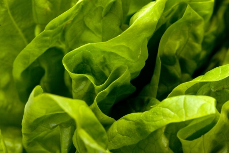 Fresh green Lettuce salad isolated on white background の写真素材
