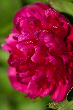 bud of peony flower after rainの写真素材