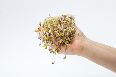 Fresh alfalfa sprouts isolated on white background 