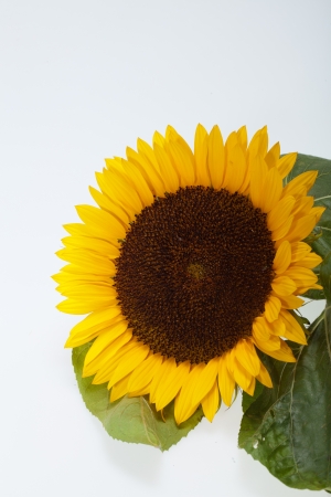 Sunflowers   isolated on white backgroundの写真素材