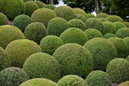  Boxwood  - Green garden balls in France,の写真素材