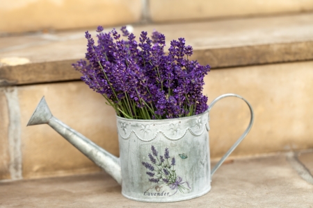Watering Can and Lavenderの写真素材
