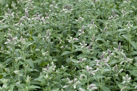 fresh mint in gardenの写真素材