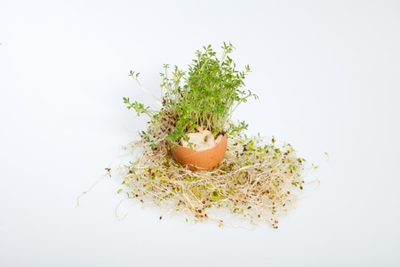 Fresh Alfalfa Sprouts and Spring Easter Eggの写真素材