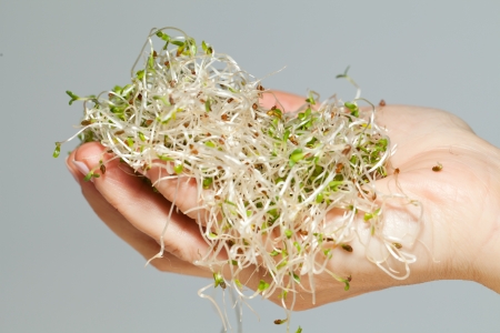 The healthy diet. Fresh sprouts isolatedの写真素材