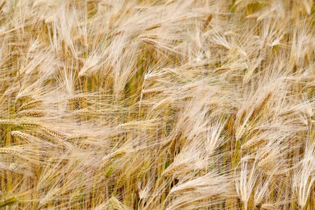 The Field of the ripe cerealの写真素材