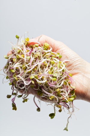 The healthy diet. Fresh sprouts isolated on white background の写真素材