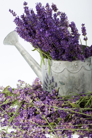 Watering Can and Lavender isolated on whiteの写真素材