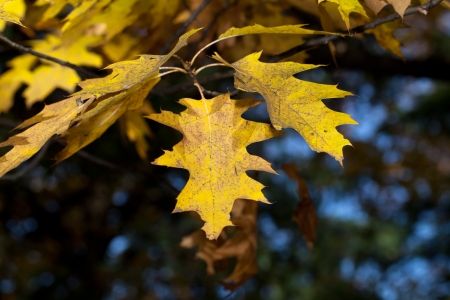 impression of leaves and autumn colorsの写真素材