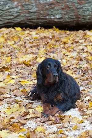 Black and brown Gordon Setter dog. の写真素材