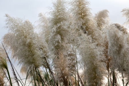 Cortaderia selloana or Pampas grass blowing in the wind 