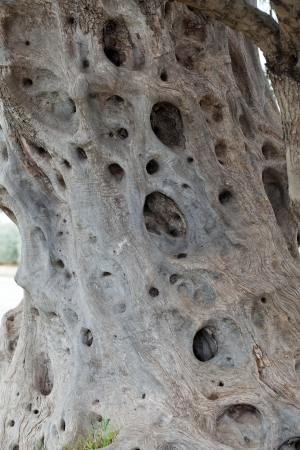 olive tree trunk の写真素材