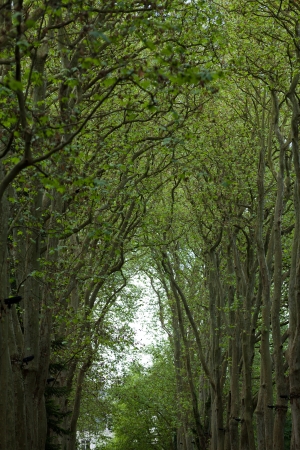 An avenue of trees in the grounds of the chateau of Chenonceau in France.の写真素材